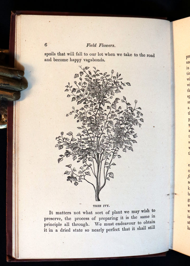 1878 Rare Victorian Book - FIELD FLOWERS, A handy-book for the rambling by the famous botanist James Shirley Hibberd.