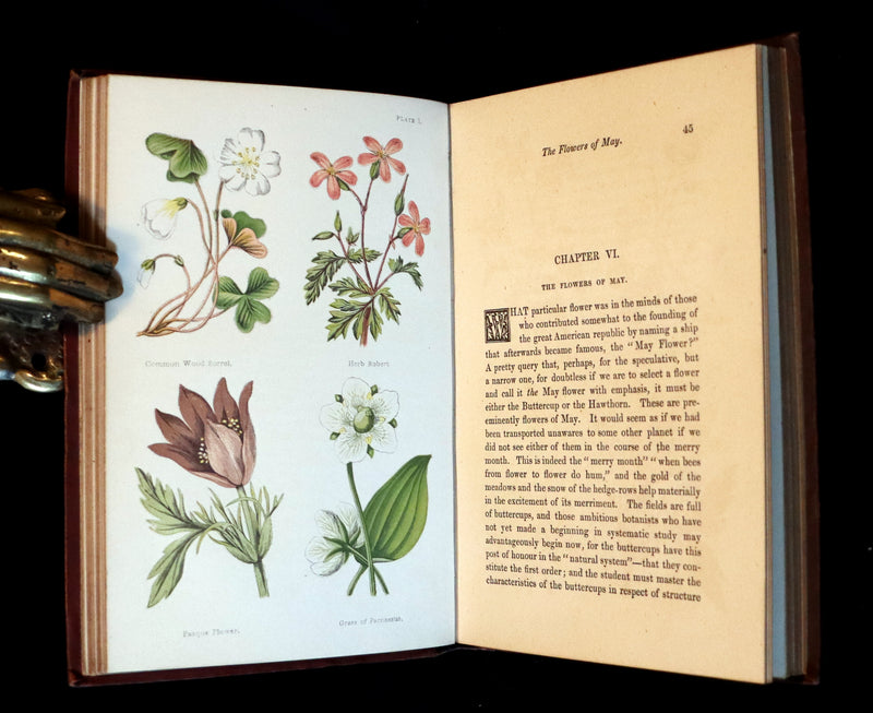1878 Rare Victorian Book - FIELD FLOWERS, A handy-book for the rambling by the famous botanist James Shirley Hibberd.