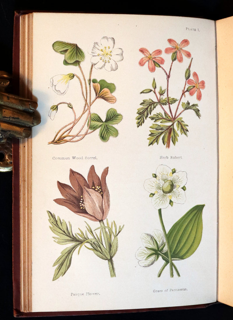 1878 Rare Victorian Book - FIELD FLOWERS, A handy-book for the rambling by the famous botanist James Shirley Hibberd.