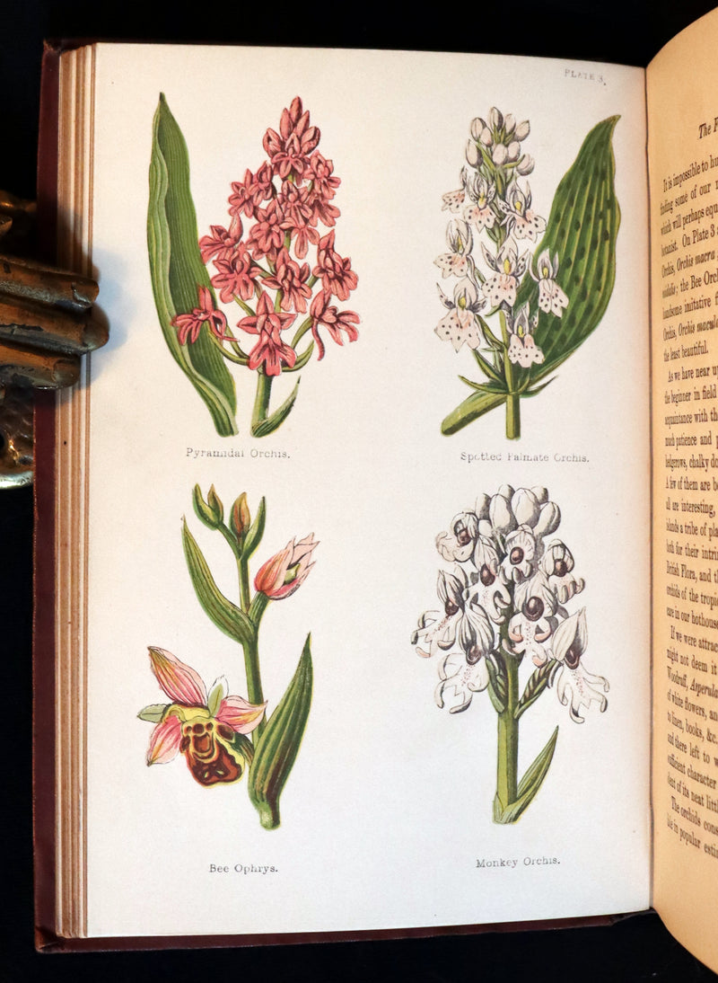 1878 Rare Victorian Book - FIELD FLOWERS, A handy-book for the rambling by the famous botanist James Shirley Hibberd.