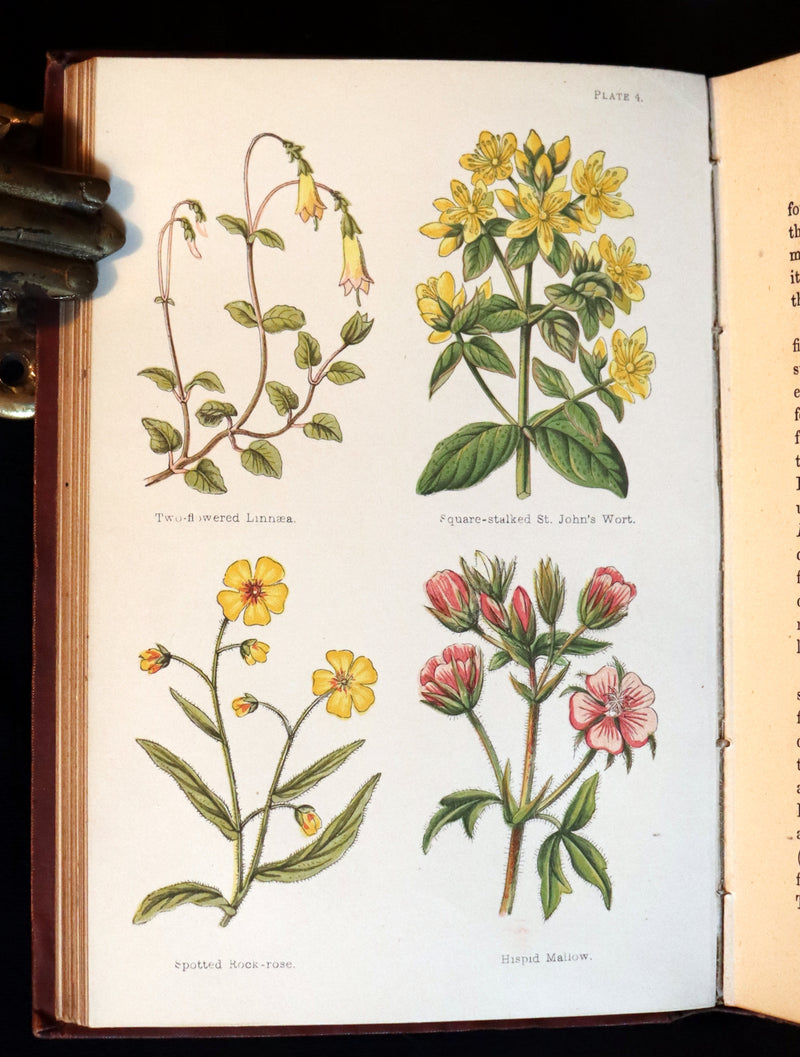 1878 Rare Victorian Book - FIELD FLOWERS, A handy-book for the rambling by the famous botanist James Shirley Hibberd.