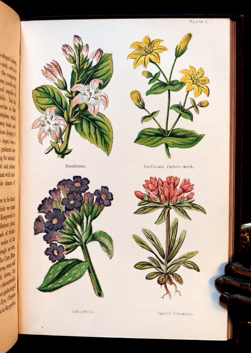 1878 Rare Victorian Book - FIELD FLOWERS, A handy-book for the rambling by the famous botanist James Shirley Hibberd.