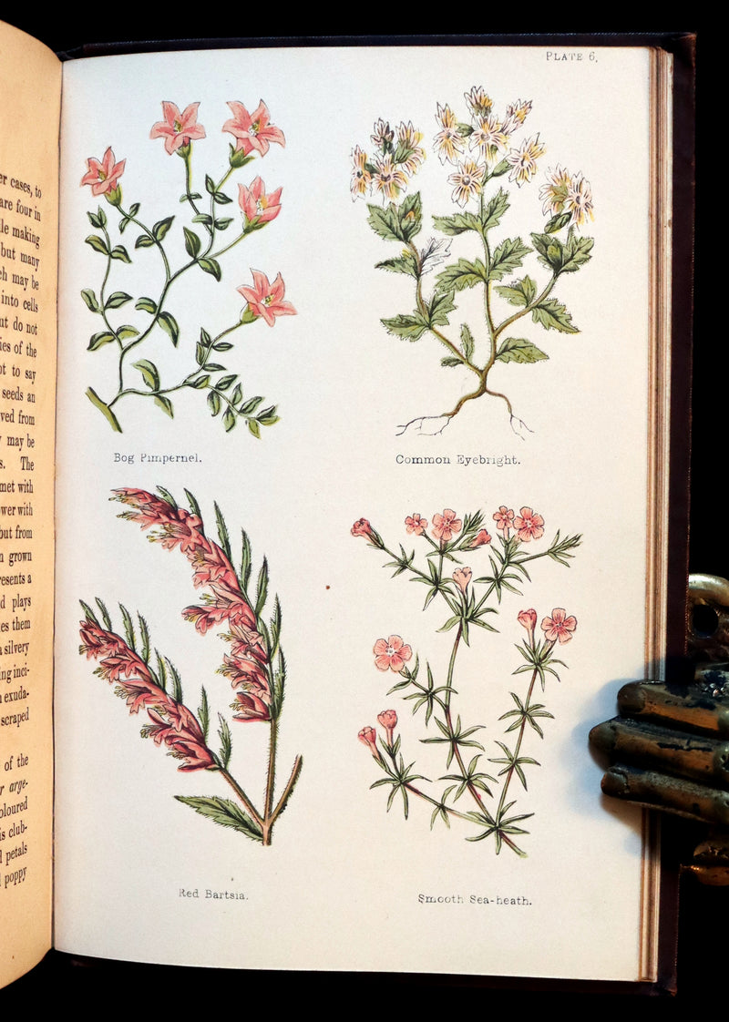 1878 Rare Victorian Book - FIELD FLOWERS, A handy-book for the rambling by the famous botanist James Shirley Hibberd.