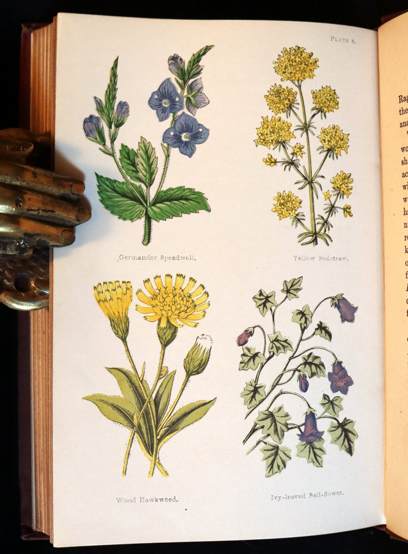 1878 Rare Victorian Book - FIELD FLOWERS, A handy-book for the rambling by the famous botanist James Shirley Hibberd.