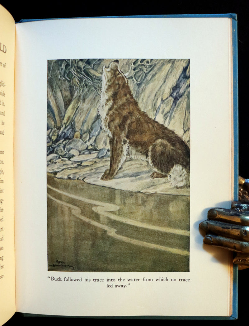 1927 Rare Book - The Call of the Wild by Jack London illustrated by Paul Bransom.