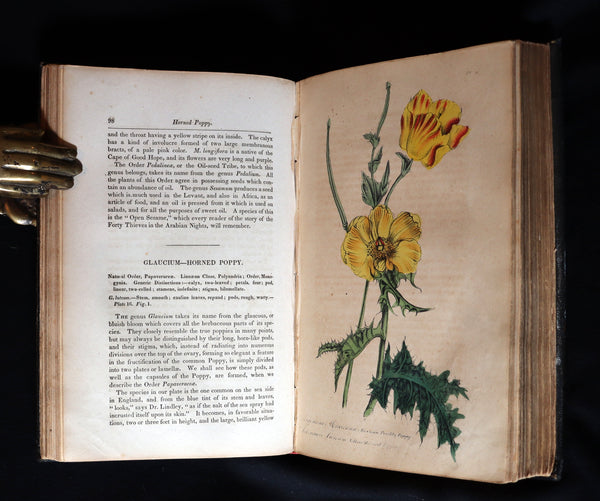 1850 Scarce First Edition - Comstock's Illustrated Botany with 44 hand-colored lithographed plates.