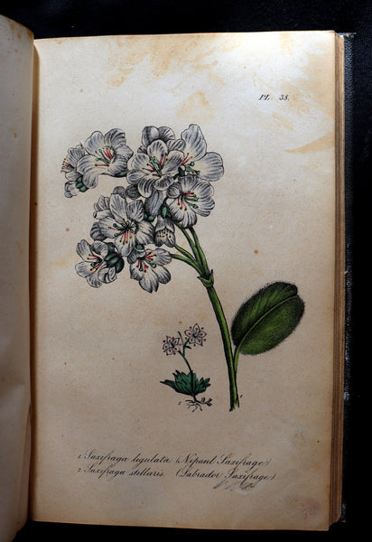 1850 Scarce First Edition - Comstock's Illustrated Botany with 44 hand-colored lithographed plates.