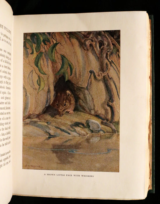 1913 First Edition by Paul BRANSOM - The WIND IN THE WILLOWS by Kenneth Grahame.