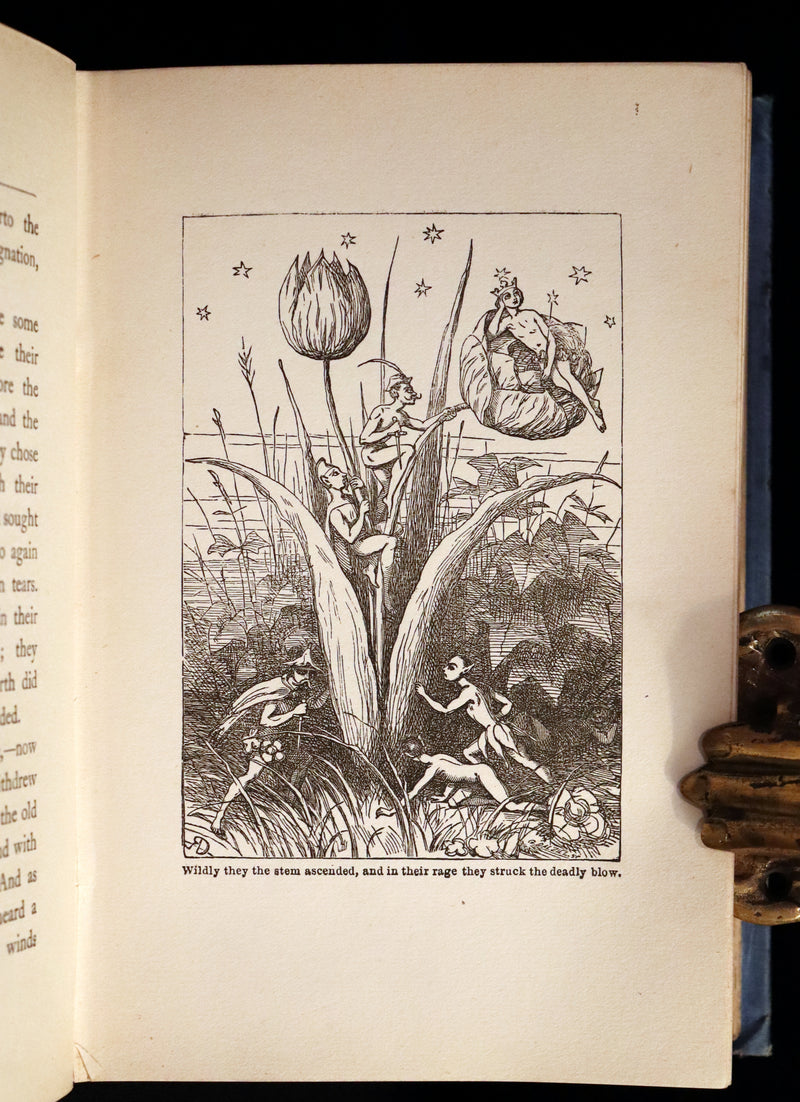 1904 Scarce Book - BUTTERFLY FAIRY BOOK illustrated by Richard Doyle. 1stED.