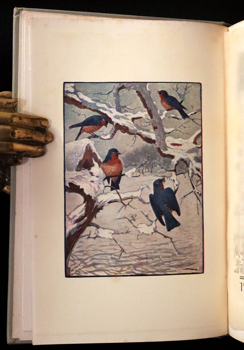 1907 Rare First Edition ~ Tenants of the Trees by Clarence Hawkes, Illustrated by Louis Rhead.