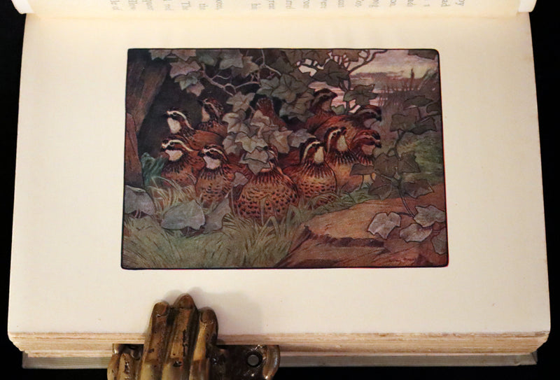 1907 Rare First Edition ~ Tenants of the Trees by Clarence Hawkes, Illustrated by Louis Rhead.