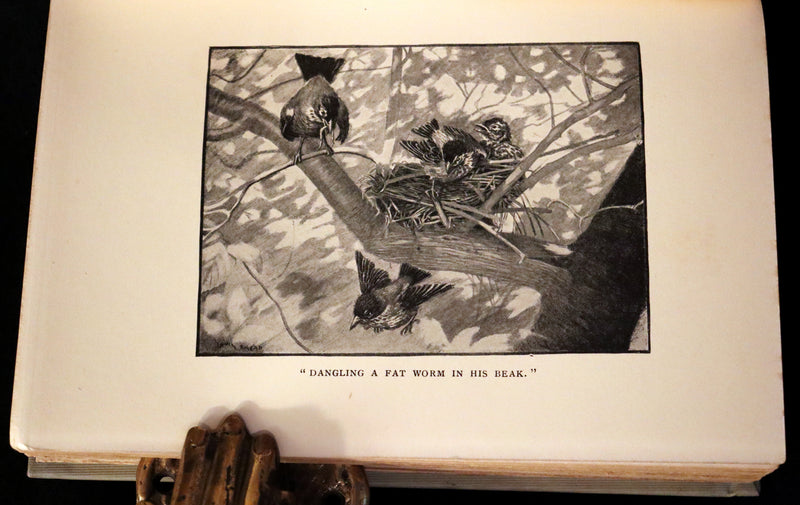 1907 Rare First Edition ~ Tenants of the Trees by Clarence Hawkes, Illustrated by Louis Rhead.