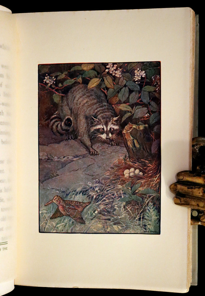 1907 Rare First Edition ~ Tenants of the Trees by Clarence Hawkes, Illustrated by Louis Rhead.