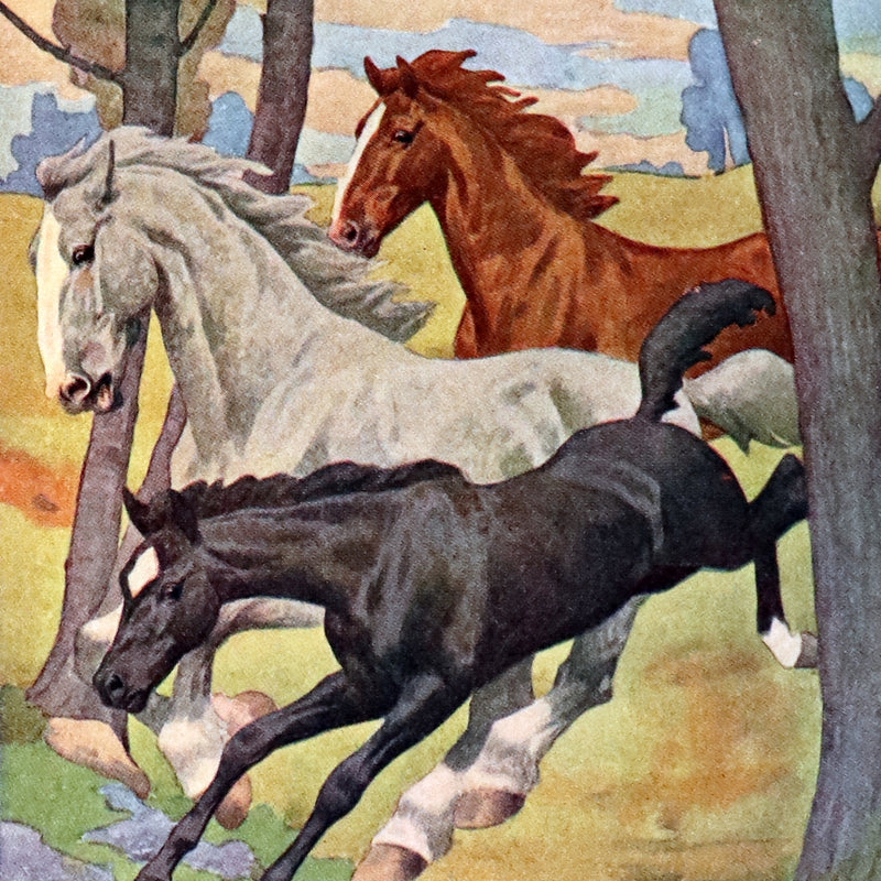 1911 Rare First Illustrated Edition by R.L. Dickey - BLACK BEAUTY, Autobiography of a Horse by A. Sewell.