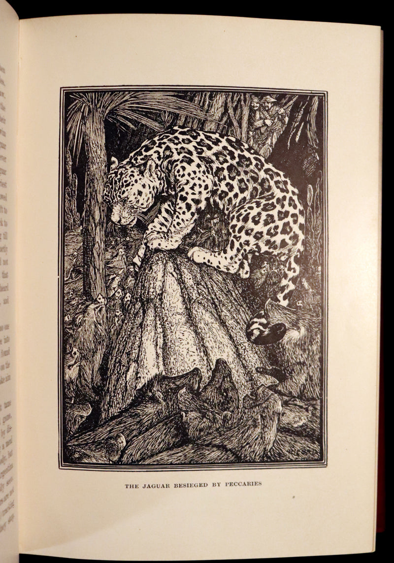 1899 Rare 1stED - The RED BOOK of ANIMAL STORIES by Andrew Lang Illustrated by H.J. Ford.