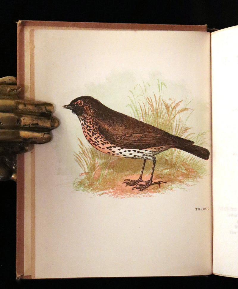 1899 Rare Ornithology Book ~ Our Native Songsters with 72 coloured plates by Anne Pratt.