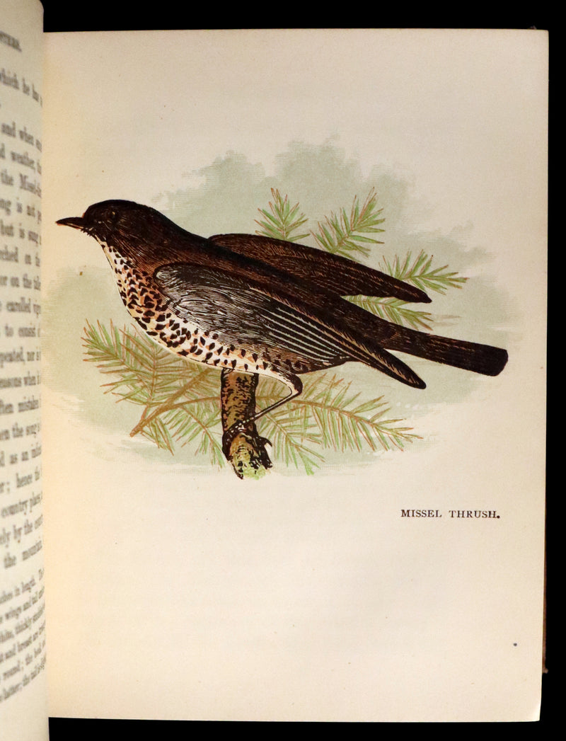 1899 Rare Ornithology Book ~ Our Native Songsters with 72 coloured plates by Anne Pratt.