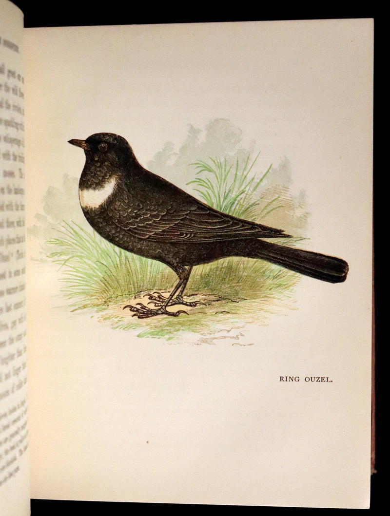 1899 Rare Ornithology Book ~ Our Native Songsters with 72 coloured plates by Anne Pratt.