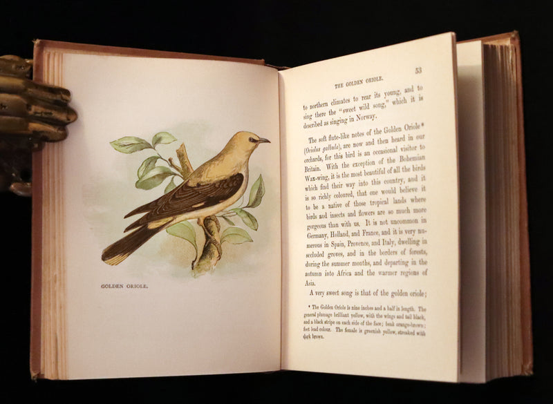 1899 Rare Ornithology Book ~ Our Native Songsters with 72 coloured plates by Anne Pratt.