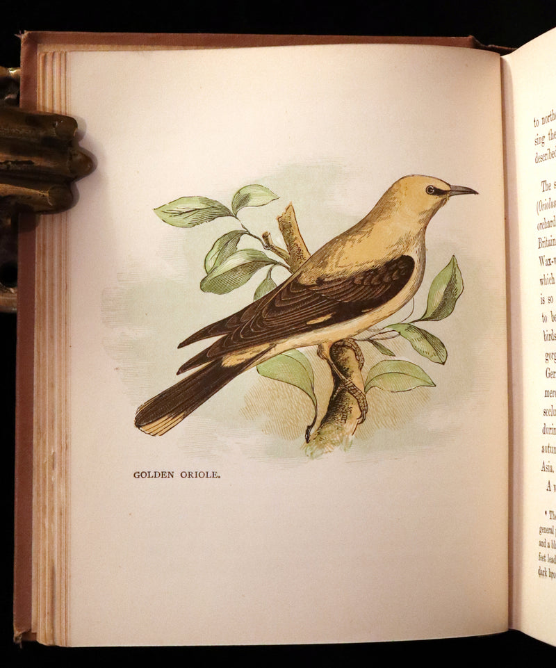 1899 Rare Ornithology Book ~ Our Native Songsters with 72 coloured plates by Anne Pratt.