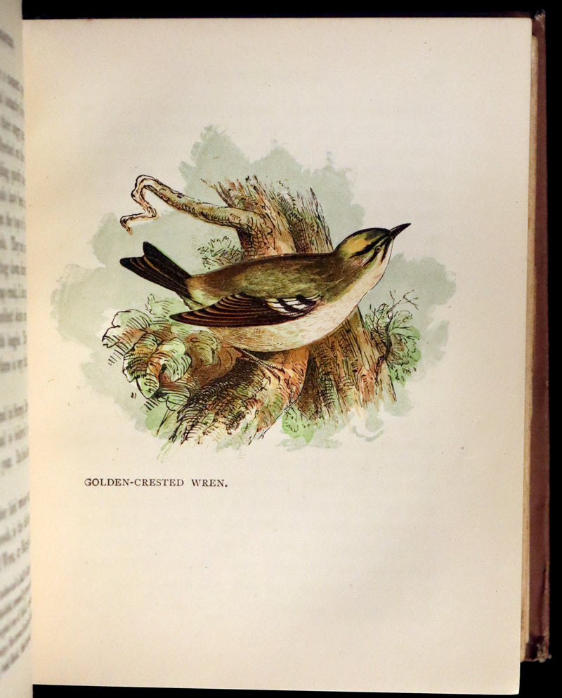 1899 Rare Ornithology Book ~ Our Native Songsters with 72 coloured plates by Anne Pratt.