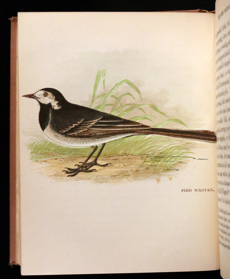 1899 Rare Ornithology Book ~ Our Native Songsters with 72 coloured plates by Anne Pratt.