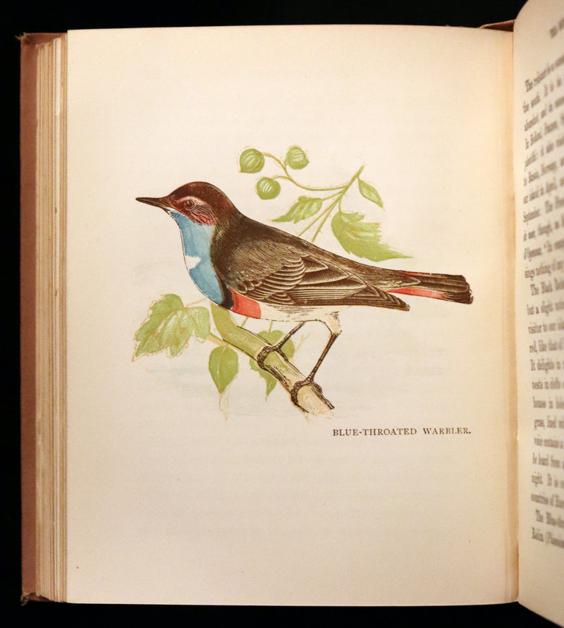 1899 Rare Ornithology Book ~ Our Native Songsters with 72 coloured plates by Anne Pratt.