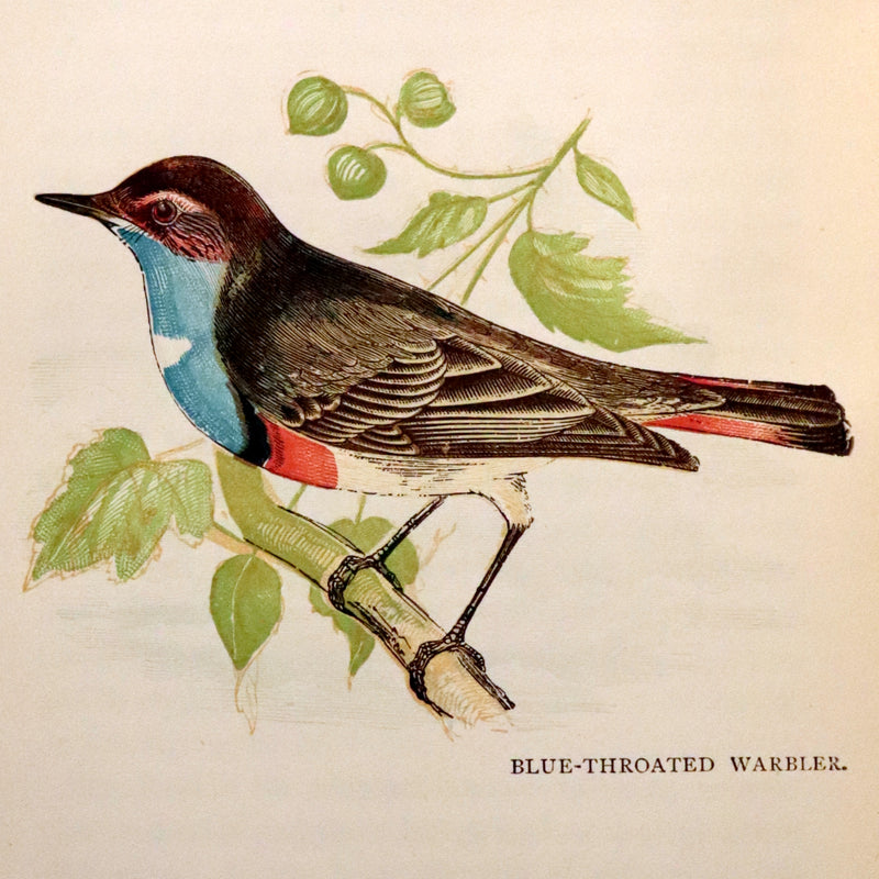 1899 Rare Ornithology Book ~ Our Native Songsters with 72 coloured plates by Anne Pratt.