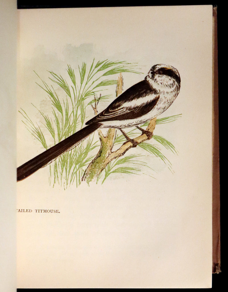 1899 Rare Ornithology Book ~ Our Native Songsters with 72 coloured plates by Anne Pratt.