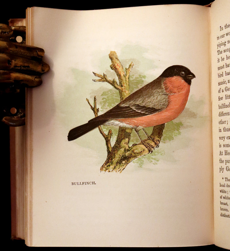 1899 Rare Ornithology Book ~ Our Native Songsters with 72 coloured plates by Anne Pratt.