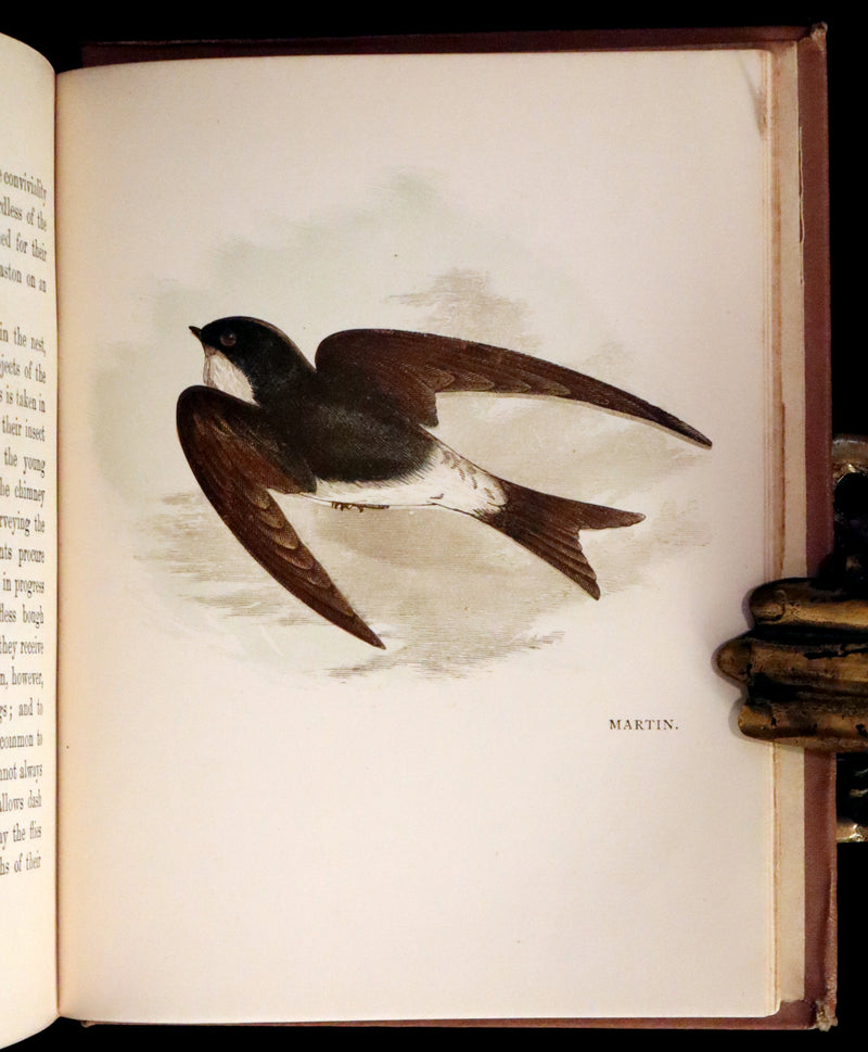 1899 Rare Ornithology Book ~ Our Native Songsters with 72 coloured plates by Anne Pratt.
