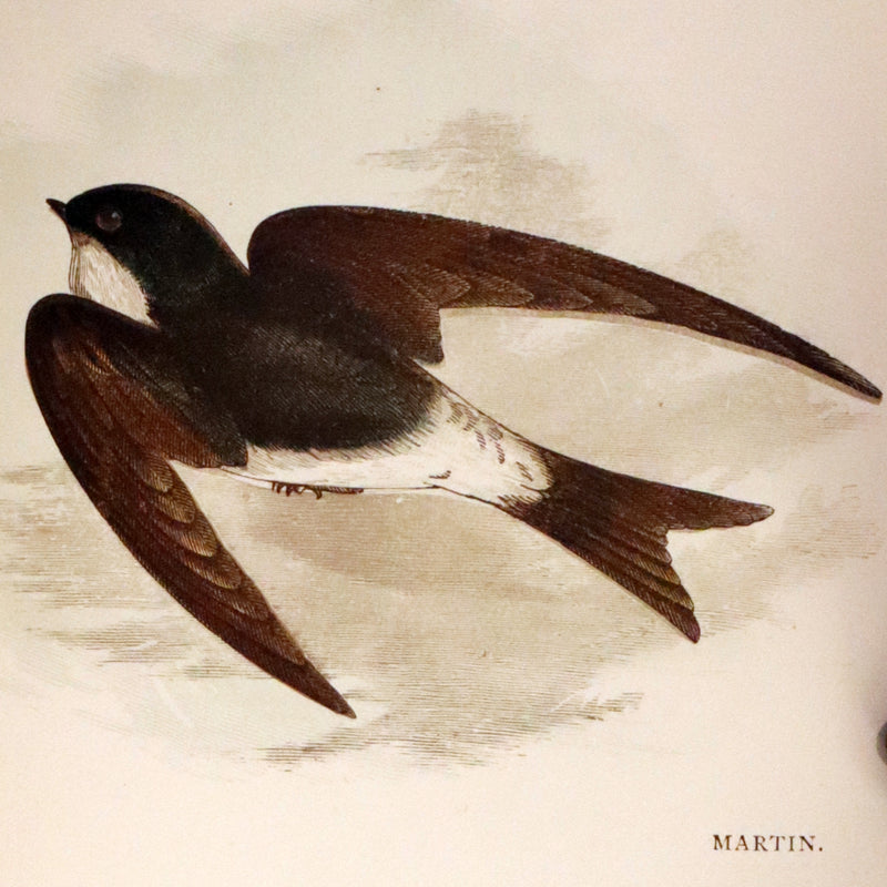 1899 Rare Ornithology Book ~ Our Native Songsters with 72 coloured plates by Anne Pratt.