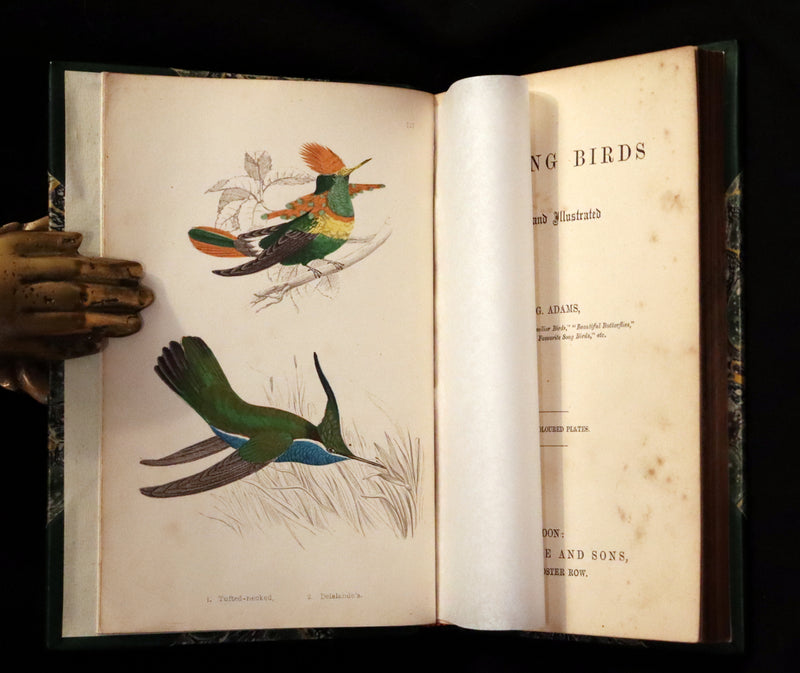 1856 Scarce Ornithology Book ~ HUMMING BIRDS Color Illustrated. By Henry Gardiner Adams.