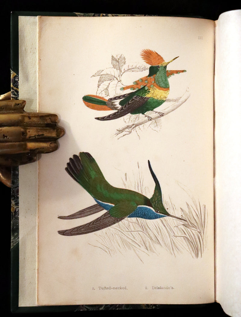 1856 Scarce Ornithology Book ~ HUMMING BIRDS Color Illustrated. By Henry Gardiner Adams.