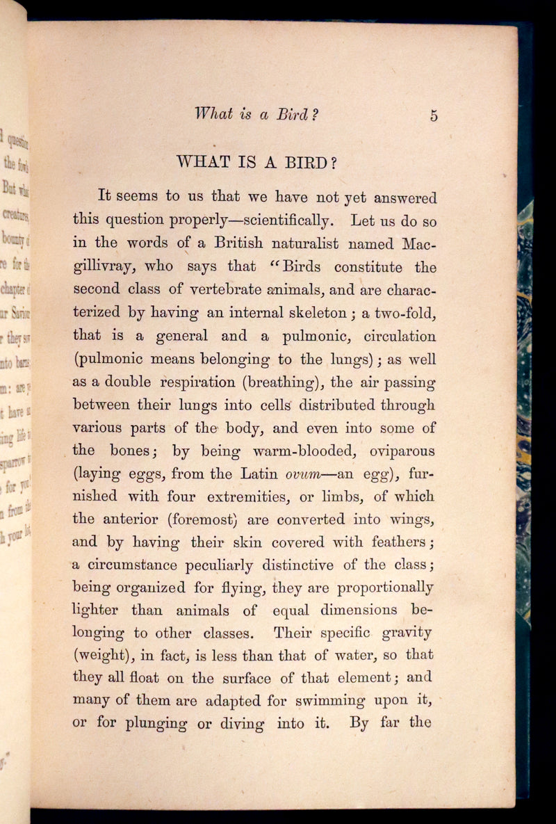1856 Scarce Ornithology Book ~ HUMMING BIRDS Color Illustrated. By Henry Gardiner Adams.