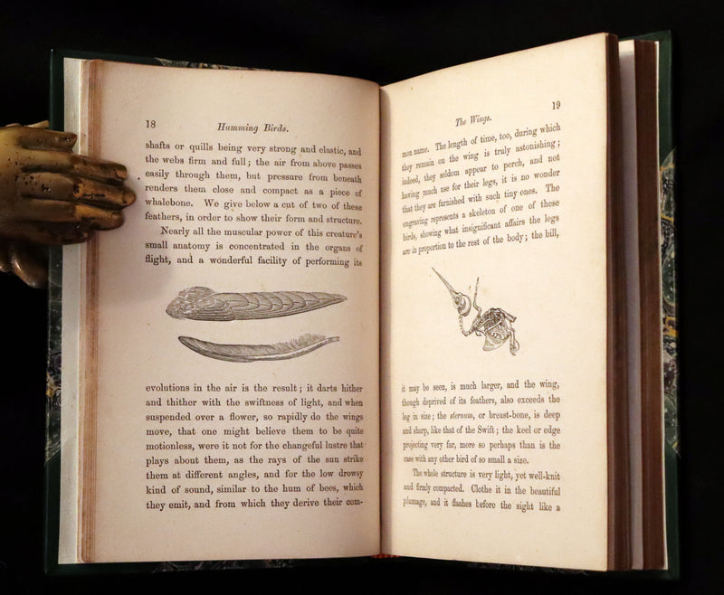 1856 Scarce Ornithology Book ~ HUMMING BIRDS Color Illustrated. By Henry Gardiner Adams.