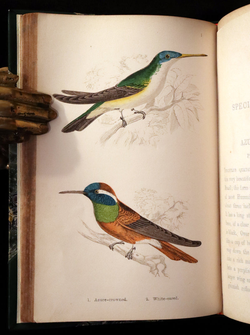 1856 Scarce Ornithology Book ~ HUMMING BIRDS Color Illustrated. By Henry Gardiner Adams.