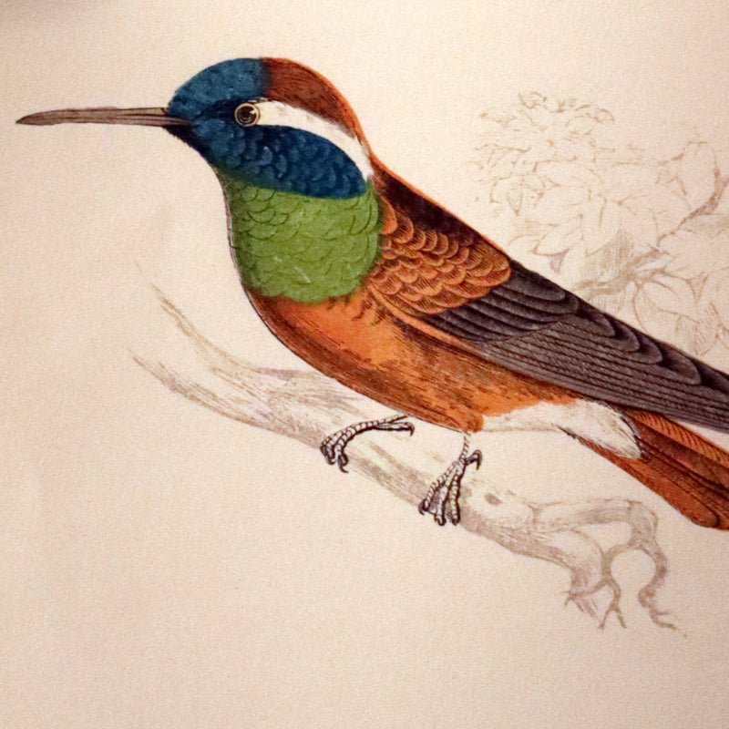 1856 Scarce Ornithology Book ~ HUMMING BIRDS Color Illustrated. By Henry Gardiner Adams.