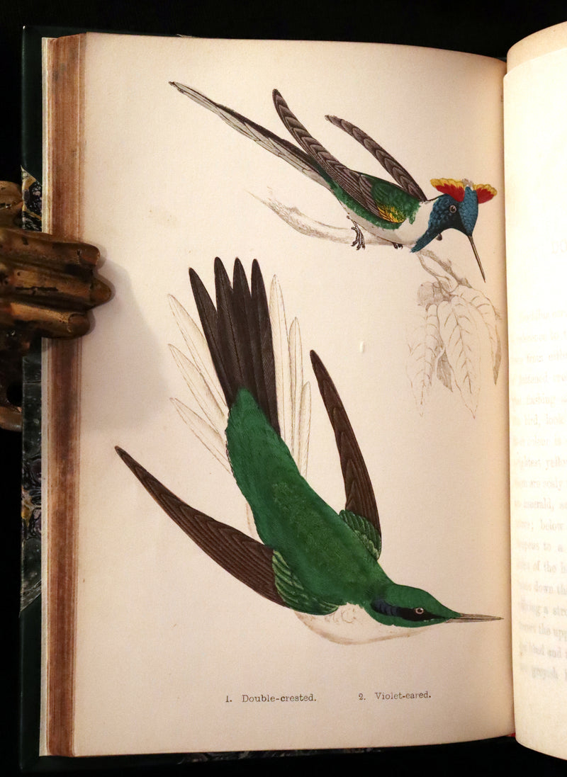 1856 Scarce Ornithology Book ~ HUMMING BIRDS Color Illustrated. By Henry Gardiner Adams.