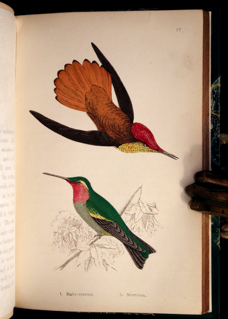 1856 Scarce Ornithology Book ~ HUMMING BIRDS Color Illustrated. By Henry Gardiner Adams.