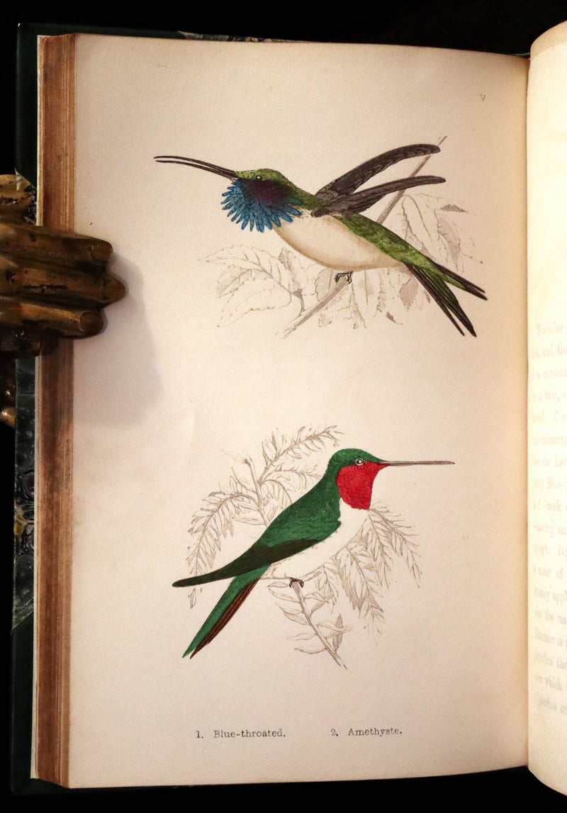 1856 Scarce Ornithology Book ~ HUMMING BIRDS Color Illustrated. By Henry Gardiner Adams.