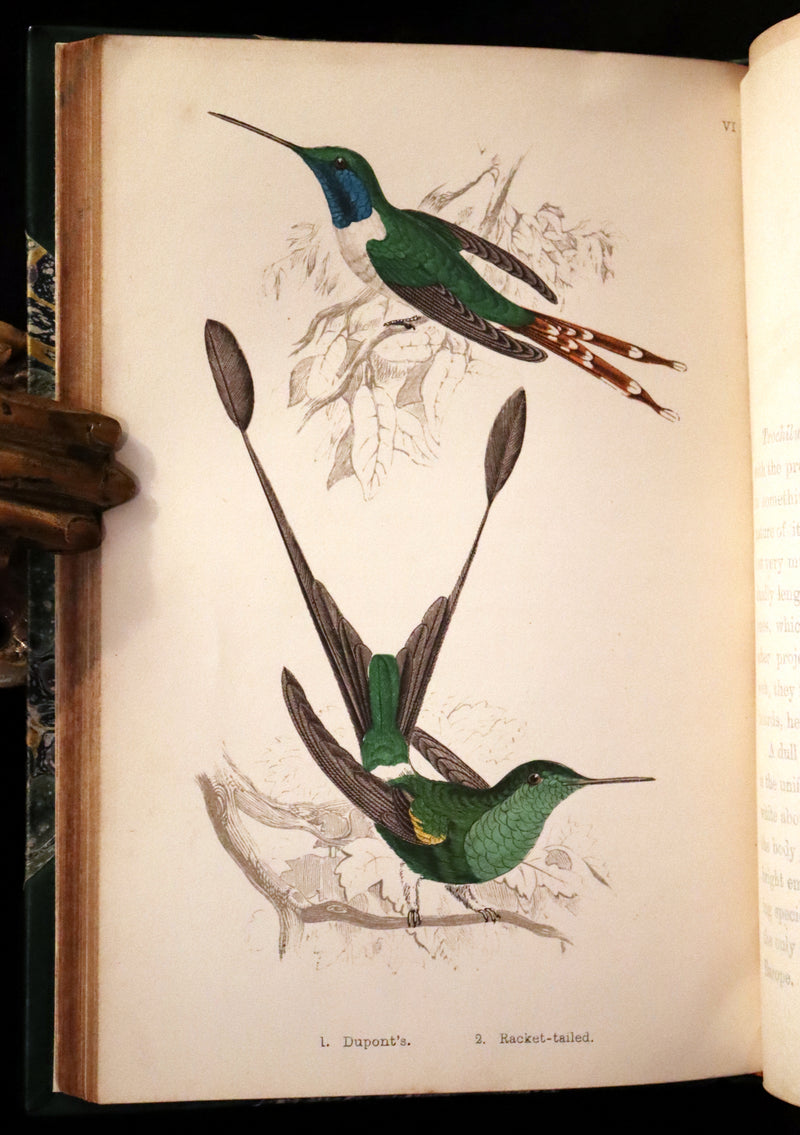 1856 Scarce Ornithology Book ~ HUMMING BIRDS Color Illustrated. By Henry Gardiner Adams.