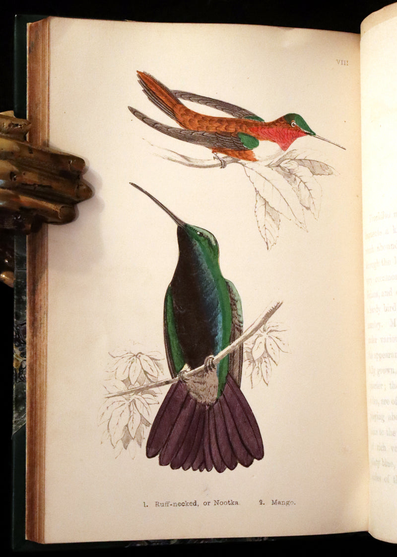 1856 Scarce Ornithology Book ~ HUMMING BIRDS Color Illustrated. By Henry Gardiner Adams.
