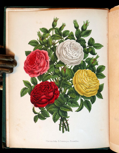 1872 Rare Victorian Gardening Book -  A Book about ROSES, How to grow and show them.
