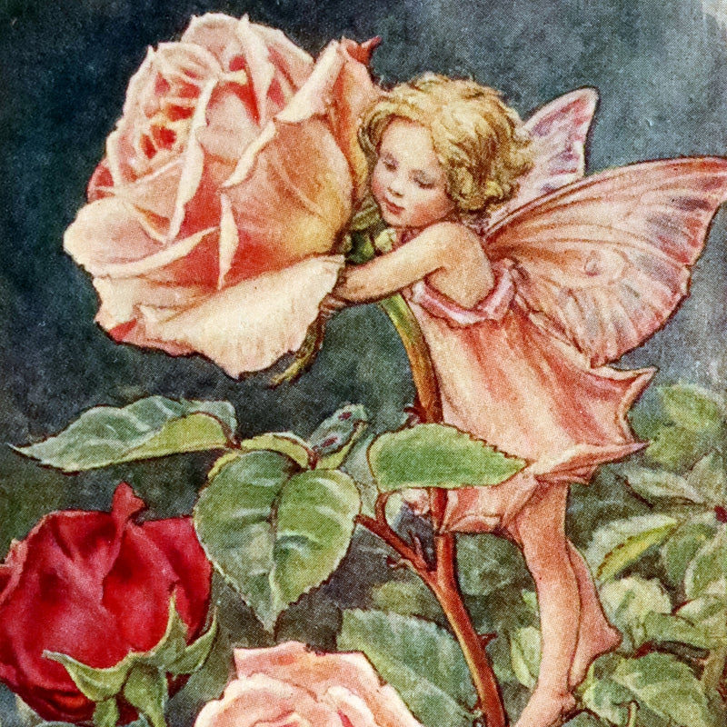 1950 Rare First Edition - FAIRIES OF THE FLOWERS & TREES by Cicely Mary Barker.