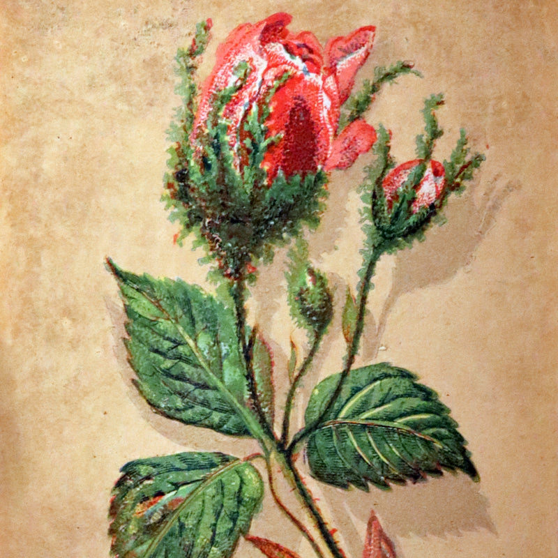 1870 Scarce Floriography Book ~ The Language of Flowers Including Floral Poetry Illustrated.