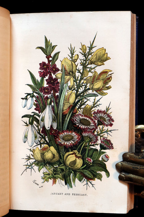 1859 Rare Book - Wild Flowers and Medicinal Uses color Illustrated by Noel Humphreys.