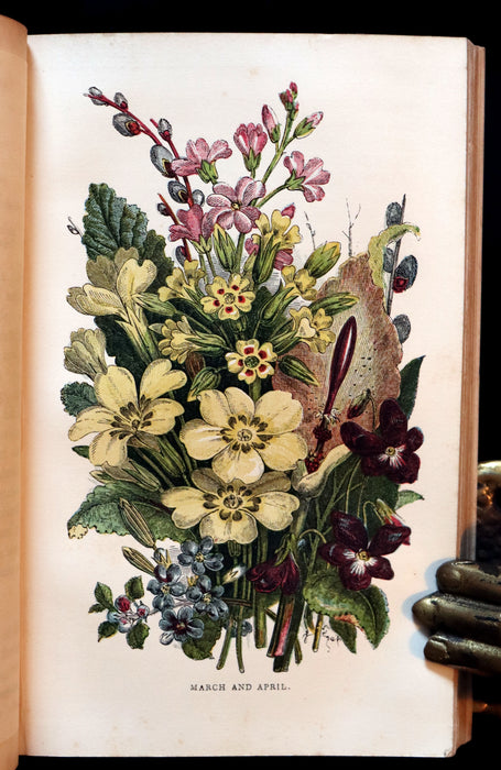 1859 Rare Book - Wild Flowers and Medicinal Uses color Illustrated by Noel Humphreys.