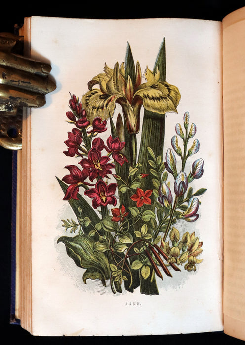 1859 Rare Book - Wild Flowers and Medicinal Uses color Illustrated by Noel Humphreys.