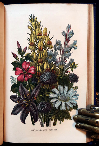 1859 Rare Book - Wild Flowers and Medicinal Uses color Illustrated by Noel Humphreys.